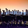 Ostriches at sunset