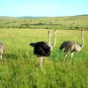 The Ostrich Farm
